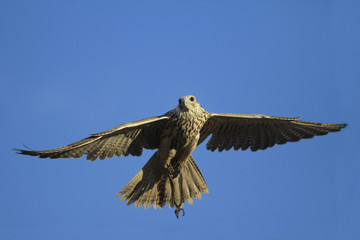 Fliegender Falke vor blauem Himmel