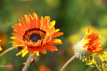 Gazania