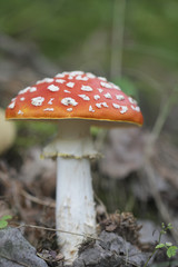 Detailaufnahme Fliegenpilz