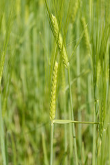 Espigas verdes en el campo