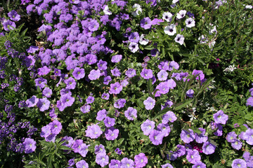 Obraz premium Blumen