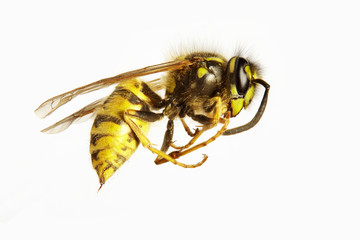 Biene Wespe 01