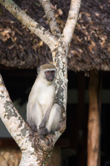 Monkey on tree