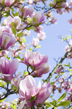 magnolien baum