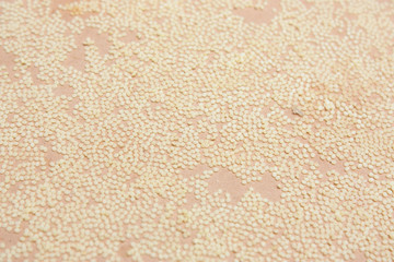 Silk Production Process, Silk worm from egg to worm