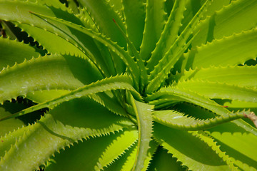 Aloe vera leaves.