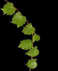 Fototapeta na wymiar vine isolated on black background