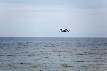 Duża piękna mewa latająca na niebie. Symbol lata i wakacji. © sitriel