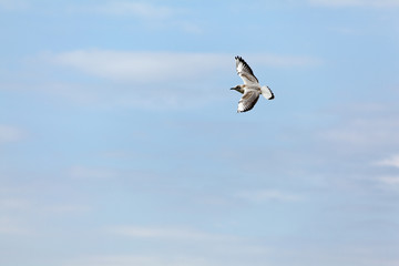 Duża piękna mewa latająca na niebie. Symbol lata i wakacji. © sitriel