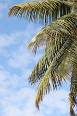 Fototapeta premium palmes de cocotier des tropiques sur fond de ciel bleu