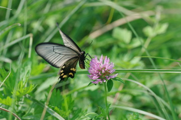 ジャコウアゲハと紫爪草