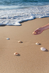 conchas en la playa
