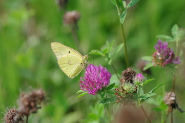 モンキチョウと紫爪草
