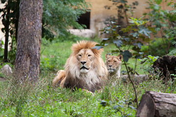 Naklejka premium Löwe