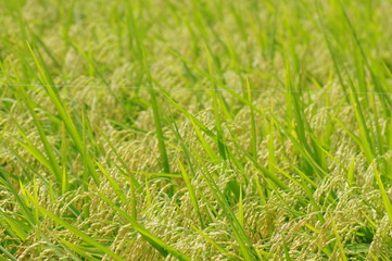 収穫を待つ水田