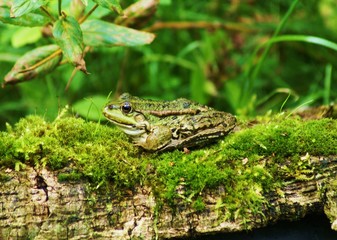 Frosch