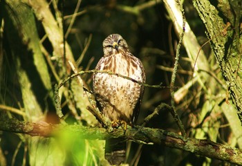 Greifvogel