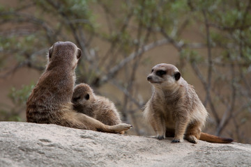 Erdmännchen