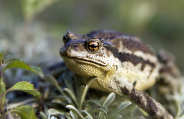 Toad cane Far East