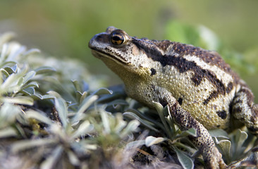 Toad cane Far East