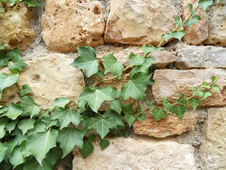 lierre grimpant contre un mur