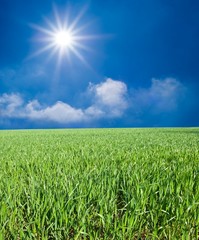 Obraz premium green field under a sparkle sun