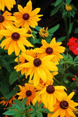 Obraz premium Black-eyed susan flowers in full bloom