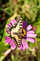 Monarch butterfly on pink flower