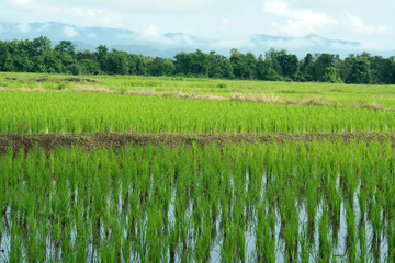 Green rice field.