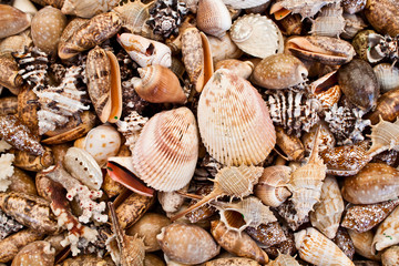 Seashells background