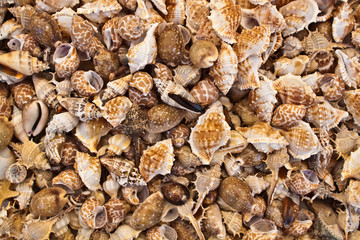 Seashells background