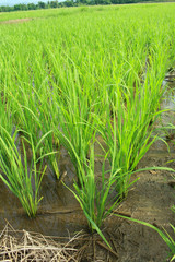 Green rice field.