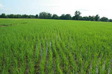 Green rice field.