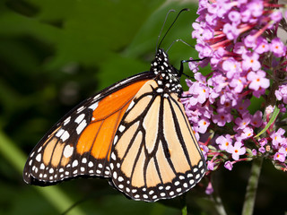monarch butterfly feeding on a butterfly bush