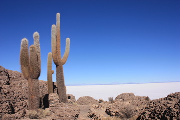 Isla Incahuasi en el Salar de Uyuni