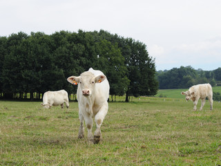 Veau marchant dans un pré