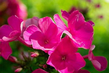 Naklejka premium Blooming Phlox paniculata, Polemoniaceae