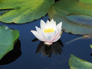 Le Nénuphar.