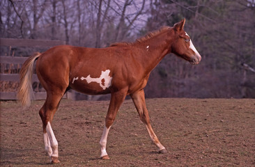 American paint horse stud colt