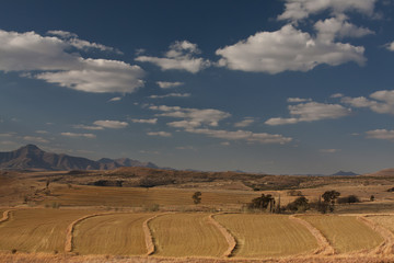 Fototapeta premium Farm landscape with blue sky and clouds of harvested corn fields