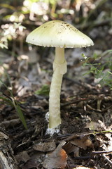 Gelbgrüner Knollenblätterpilz