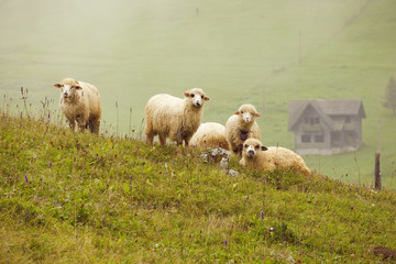 Naklejka premium sheep on a hill on a misty day