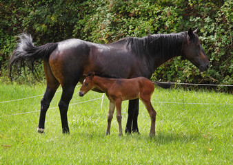 Bay Horse with her Foal