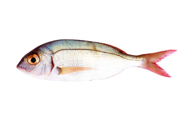 Fish Isolated
