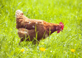 hen on green grass feeding