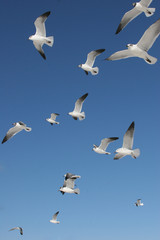 Fototapeta premium Flock