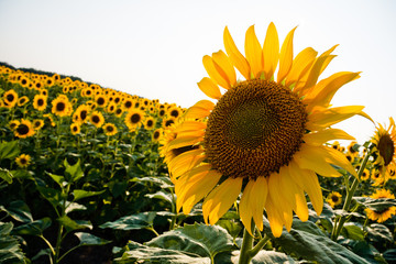 Поле подсолнухов