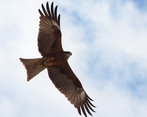 Predatory bird