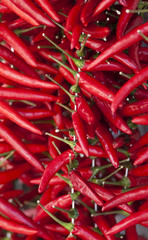 paprika rot hochformat 8