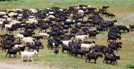 A large flock of sheep